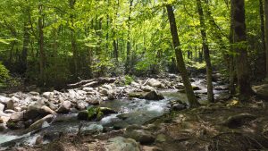 Porters Creek Trail offers beautiful creekside scenes and is known for its vibrant wildflower display in the spring. Photo by Jim Matheny, courtesy of Friends of the Smokies. 