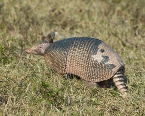 Though about 20 species of armadillo exist worldwide, the nine-banded armadillo is the only one found in the United States. Photo by Carole Robertson, courtesy of US Fish and Wildlife Service.