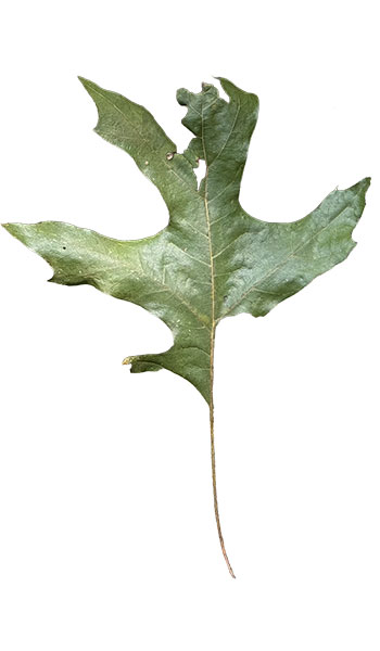 1ClippedLeaf
