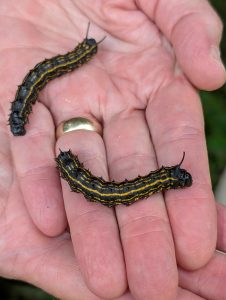 A hand holding two orangestriped oakworm (Anisota senatoria) caterpillars