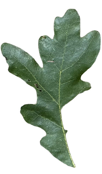 2ClippedLeaf