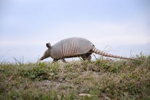 The nine-banded armadillo is an extremely adaptable creature that prefers warm, wet climates and can live in either forests or grasslands. Photo in public domain.