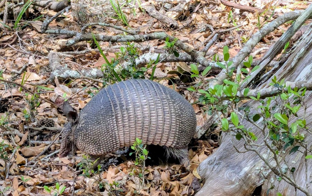 A nine-banded armadillo uses its long nose to find bugs and grubs on the forest floor. Photo by Holly Kays.