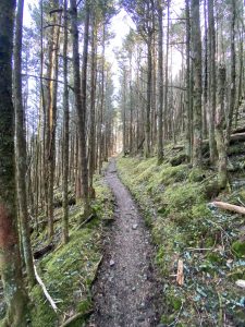 During its 72 miles in Great Smoky Mountains National Park, the Appalachian Trail winds through a variety of climates and ecosystems, including this high-elevation spruce-fir forest. Photo by Matthew Podolski.