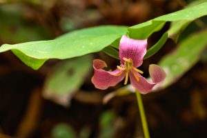 Seven trillium species grow on the conservation easement adjacent to Dan Pittillo’s home in Cullowhee, but the nodding trillium is the one it’s named for. Photo by Reggie Tidwell.