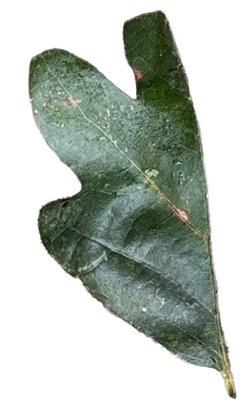 6ClippedLeaf