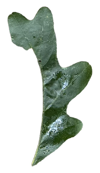 7ClippedLeaf