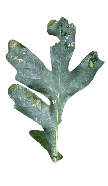 8ClippedLeaf