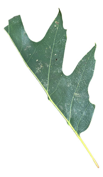 9ClippedLeaf