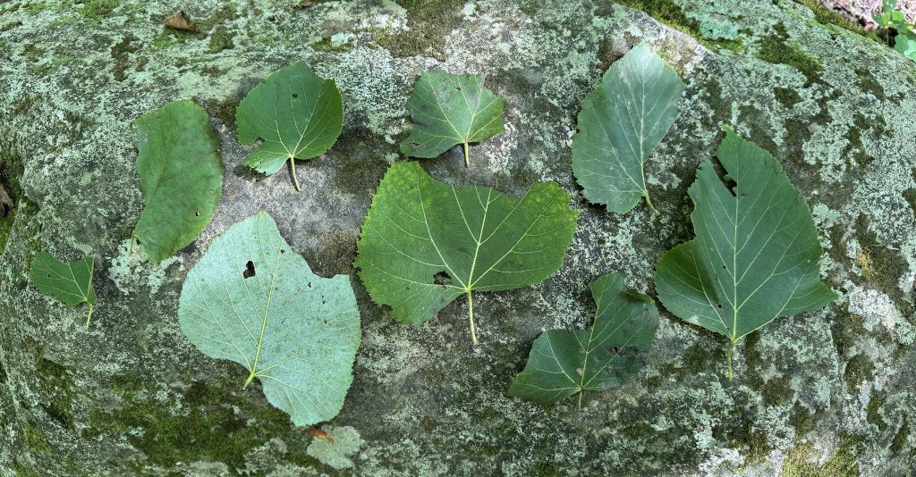 A collection of green leaves that were found on the forest floor