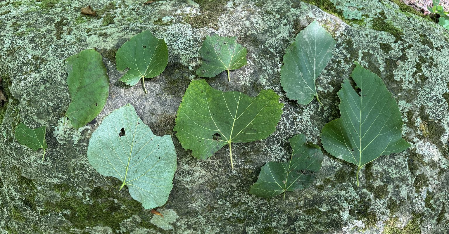 A collection of green leaves that were found on the forest floor
