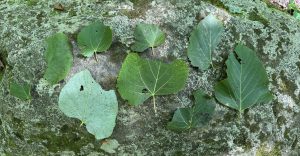 A collection of green leaves that were found on the forest floor