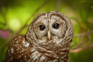 Close up photo of a barred owl