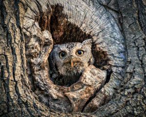 Eastern screech owl blending in with a tree trunk