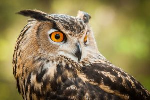 close up of a great horned owl