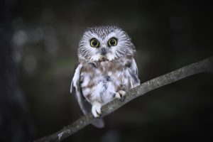 Northern saw whet owl sitting on a branch