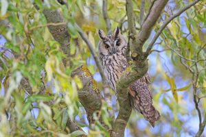Long eared owl sitting in the branches of a tree