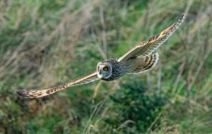 Short eared owl with wings spread in flight