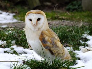 Barn owl sitting on a snowy ground