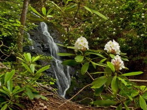 Scenic photo of flowers with a waterfall in the background.
