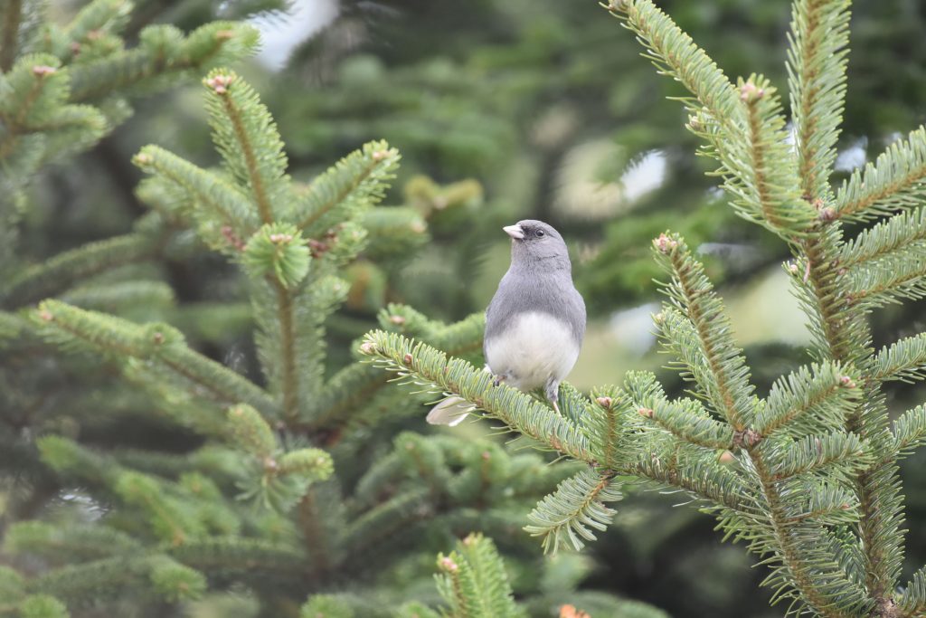 Dark eyed junko sitting in a fir tree