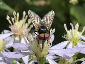 A close up of an insect with iridescent wings sitting on a flower