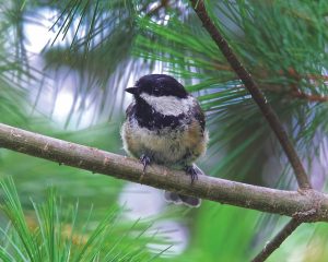 Black capped chicakdee sitting on the branches of a pine tree.