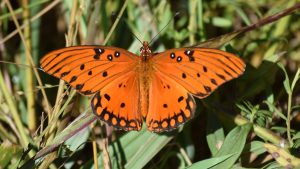 A bright orange butterfly with dark markings sitting on greenery