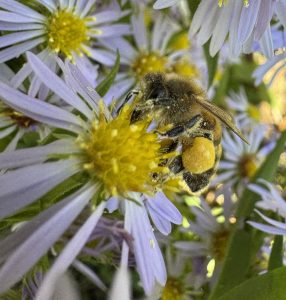 A honey bee covered in pollen on a flower.