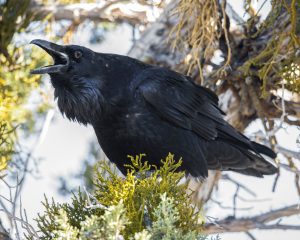 black raven in a tree with its beak open