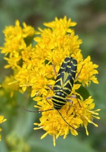 A yellow and black insect with unique markings on a yellow flower