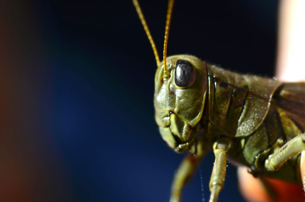 micro photo of a grasshopper's face