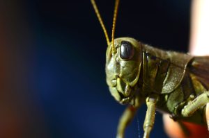 micro photo of a grasshopper's face