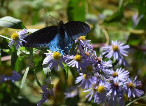 A blue butterfly with its wings spread sitting on purple-flowered asters