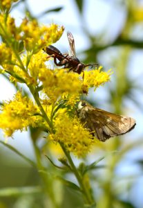 A skipper butterfly and paper wasp sit side by side on a goldenrod