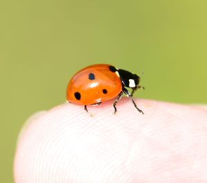 microphoto of a ladybug sitting on a finger with a green background