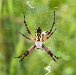 A spider hangs suspended on a web