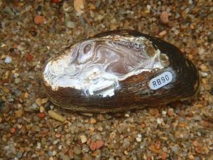 A mussel with a tag on it sitting on the bottom of a watershed