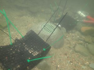 An underwater mussel cage