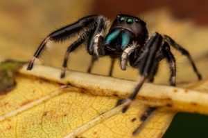 Close up of a spider on a yellow leaf