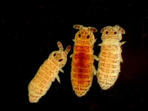 Lamar Alexander springtail