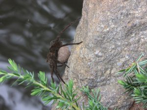 A dark colored spider on the side of a rock