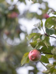 A lone apple hanging from a tree branch