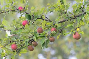 Apples hanging on a tree branch