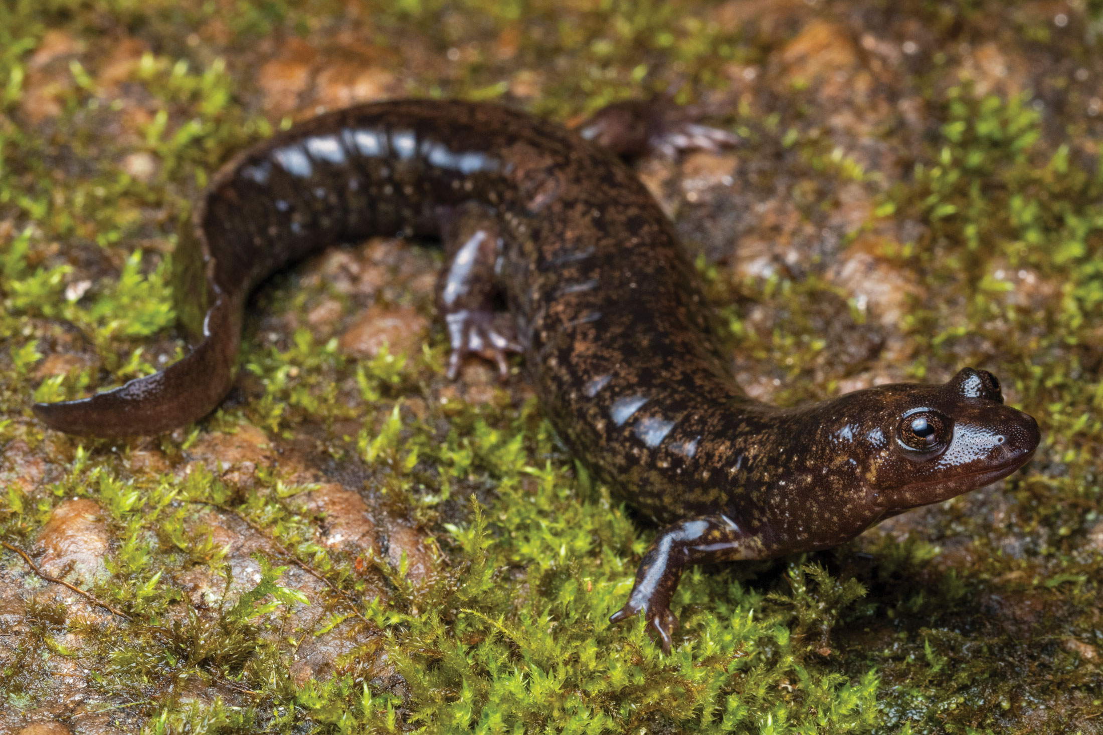 Black bellied salamander