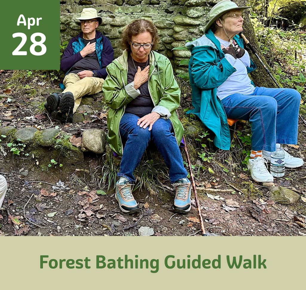 Forest bathing Guided Walk April 28