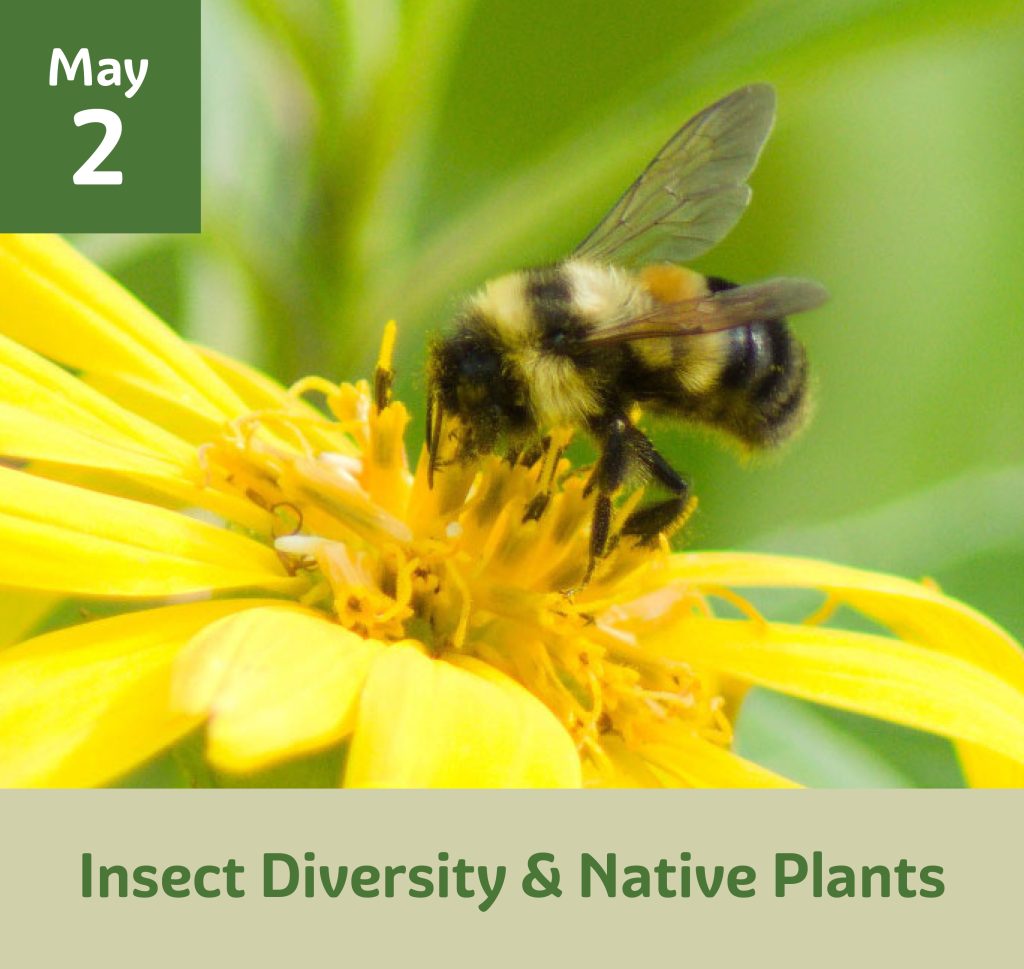 Insect Diversity & Native Plants May 2