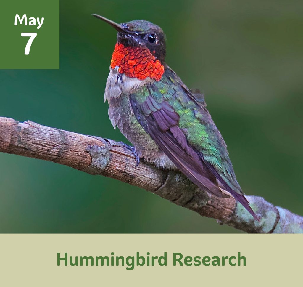Hummingbird Research May 7