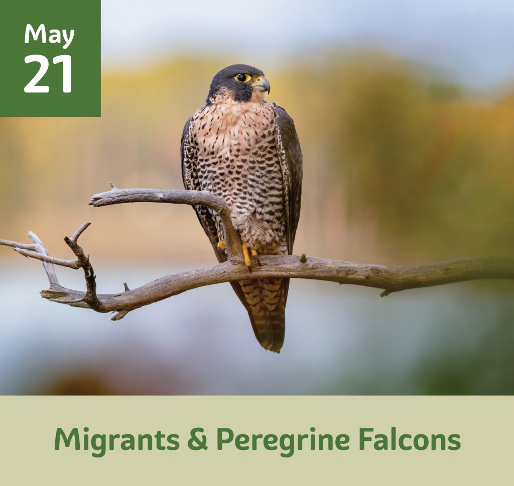 Migrants & Peregrine Falcons May 21