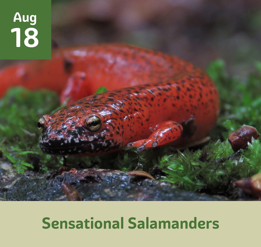 Sensational Salamanders August 18